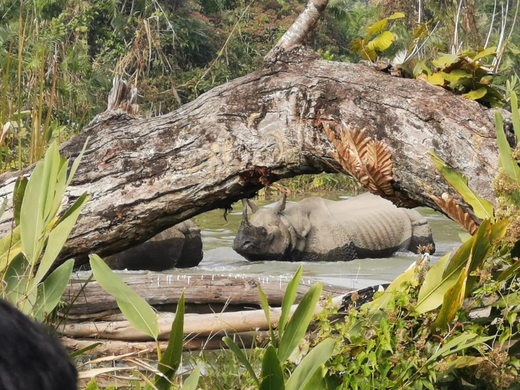 Bamby Chilling House - Feel The Nature Sauraha Exteriér fotografie