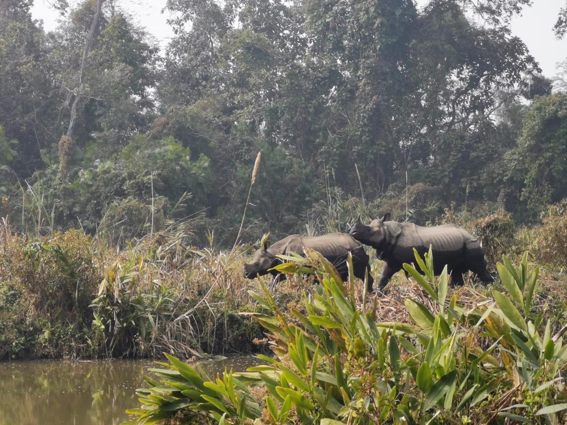 Bamby Chilling House - Feel The Nature Sauraha Exteriér fotografie